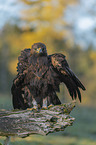 sitting Golden Eagle