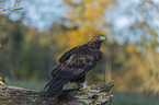 sitting Golden Eagle