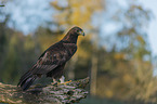 sitting Golden Eagle