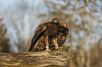 sitting Golden Eagle