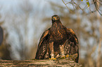sitting Golden Eagle