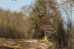 sitting Golden Eagle