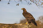 sitting Golden Eagle