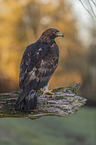 sitting Golden Eagle