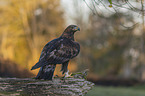 sitting Golden Eagle