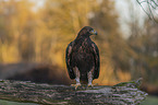 sitting Golden Eagle