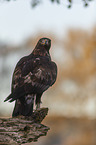 sitting Golden Eagle