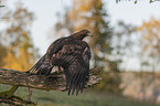 sitting Golden Eagle