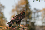 sitting Golden Eagle