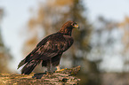 sitting Golden Eagle