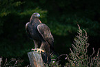 golden eagle