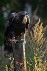 golden eagle