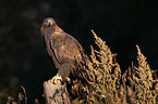golden eagle