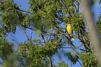 sitting Golden Oriole