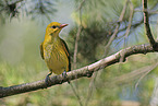 Eurasian golden oriole