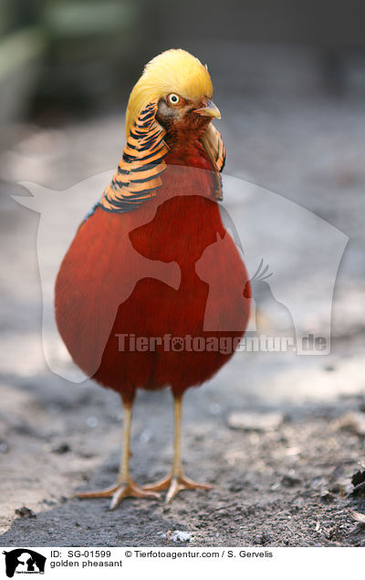 golden pheasant / SG-01599