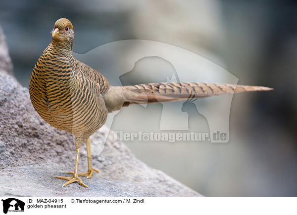 golden pheasant / MAZ-04915