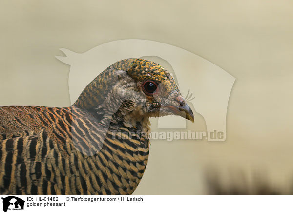 Goldfasan / golden pheasant / HL-01482