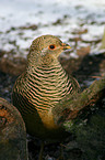 golden pheasant