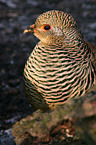 golden pheasant