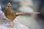 golden pheasant