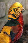 golden pheasant