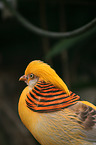 golden pheasant