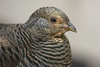 golden pheasant