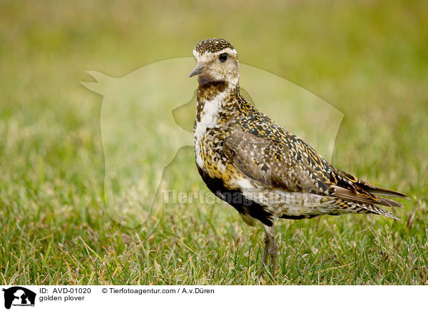 Goldregenpfeifer / golden plover / AVD-01020