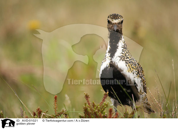 Goldregenpfeifer / golden plover / AVD-01021