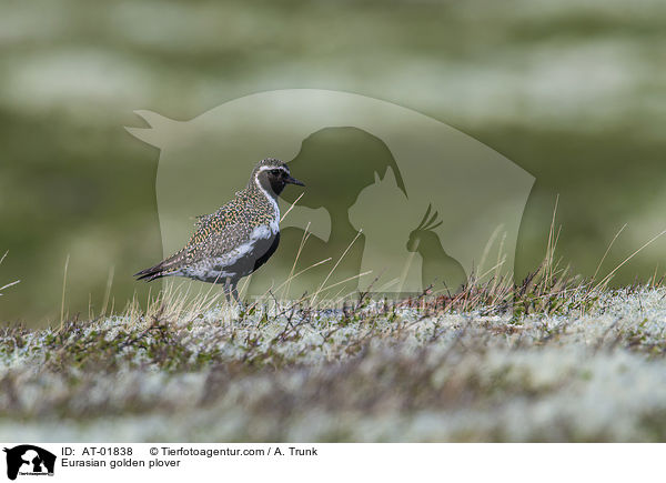 Eurasian golden plover / AT-01838