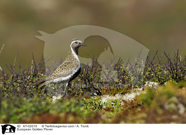 European Golden Plover / AT-02010