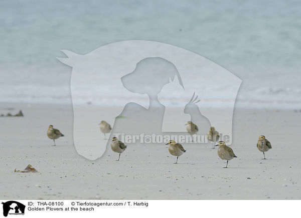 Golden Plovers at the beach / THA-08100