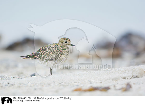 standing Golden Plover / THA-08105