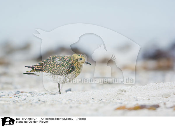 standing Golden Plover / THA-08107