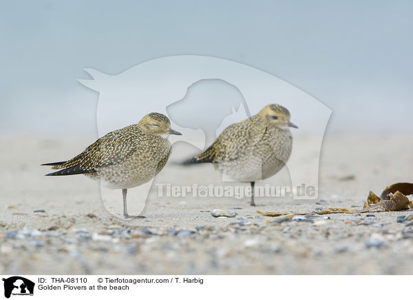 Goldregenpfeifer am Strand / Golden Plovers at the beach / THA-08110