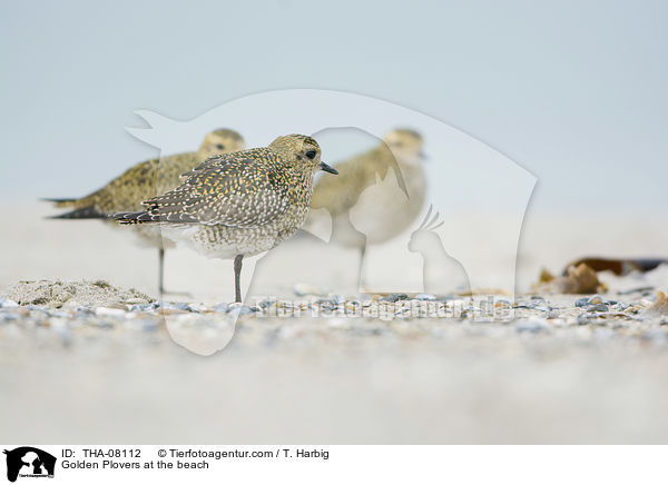 Golden Plovers at the beach / THA-08112