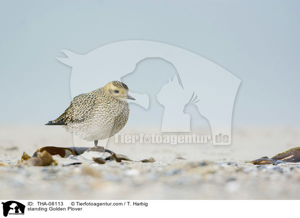 stehender Goldregenpfeifer / standing Golden Plover / THA-08113
