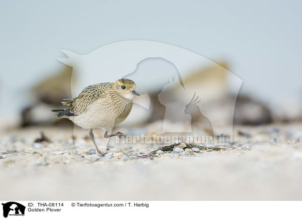 Golden Plover / THA-08114