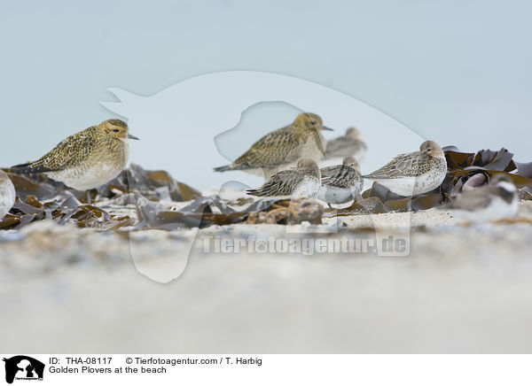 Golden Plovers at the beach / THA-08117