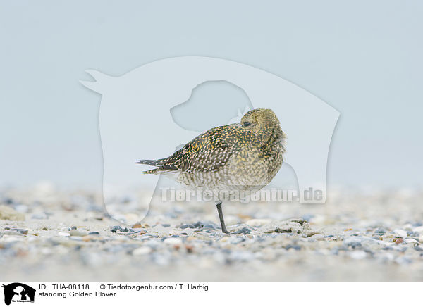 standing Golden Plover / THA-08118