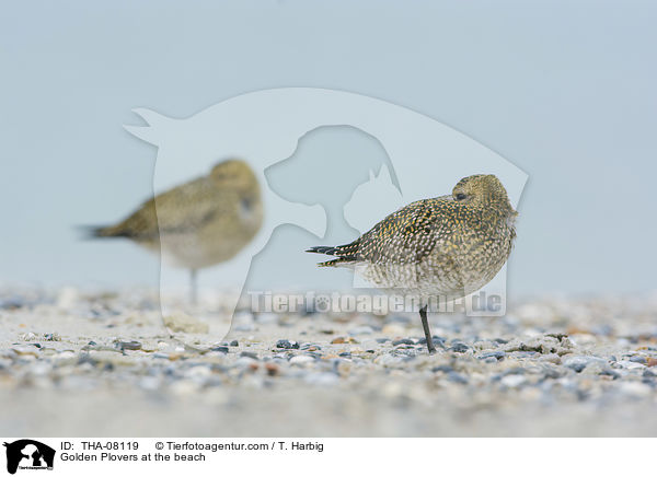 Goldregenpfeifer am Strand / Golden Plovers at the beach / THA-08119