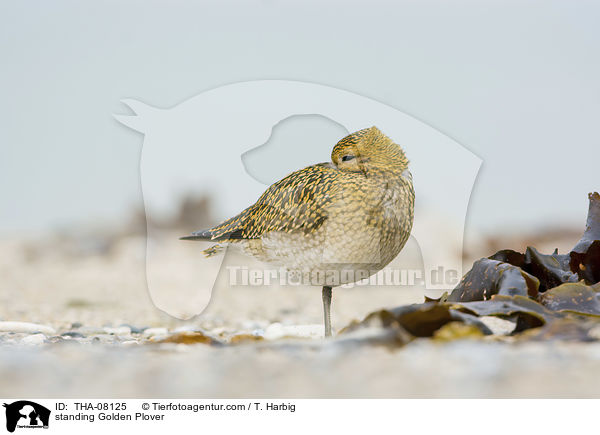 stehender Goldregenpfeifer / standing Golden Plover / THA-08125
