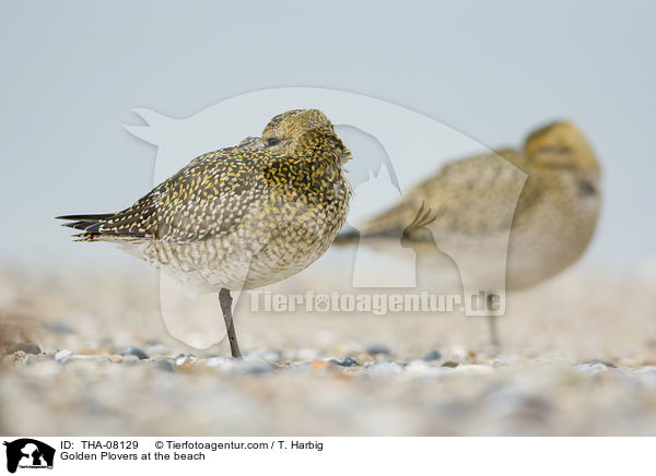 Golden Plovers at the beach / THA-08129