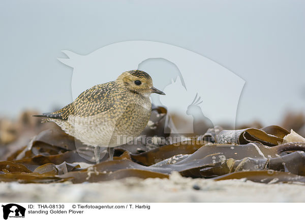 standing Golden Plover / THA-08130