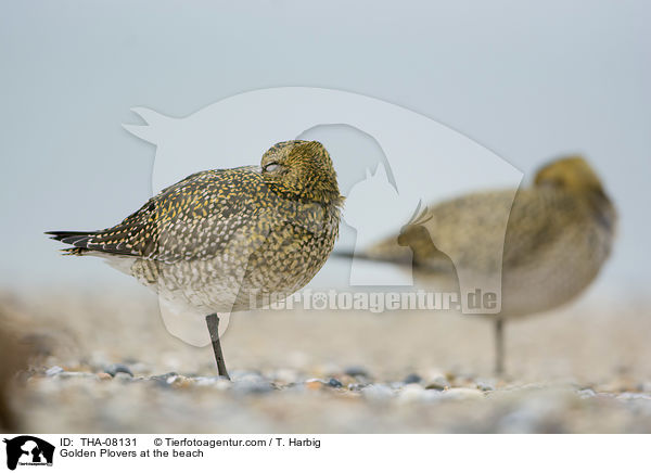 Goldregenpfeifer am Strand / Golden Plovers at the beach / THA-08131