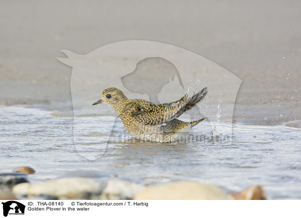 Goldregenpfeifer im Wasser / Golden Plover in the water / THA-08140