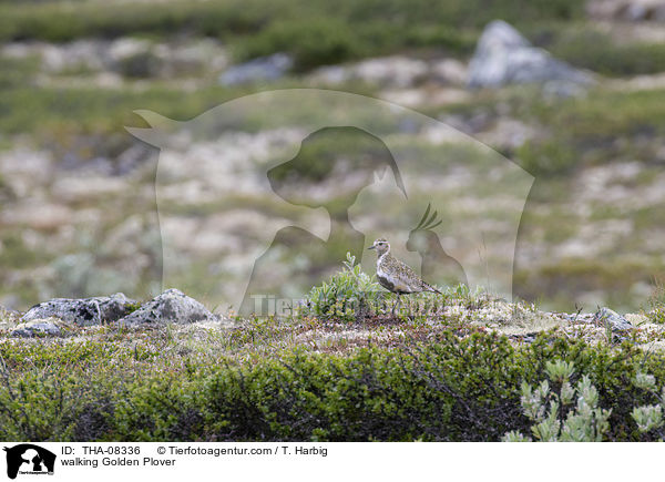laufender Goldregenpfeifer / walking Golden Plover / THA-08336