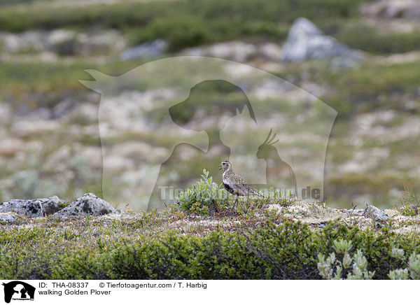 laufender Goldregenpfeifer / walking Golden Plover / THA-08337