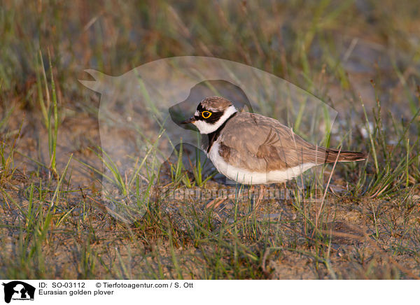 Goldregenpfeifer / Eurasian golden plover / SO-03112